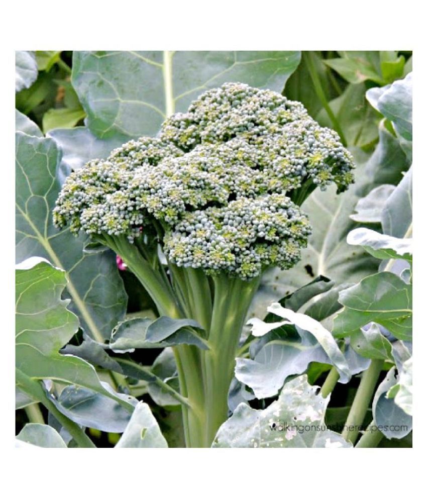     			Broccoli hybrid seeds - 50 seed