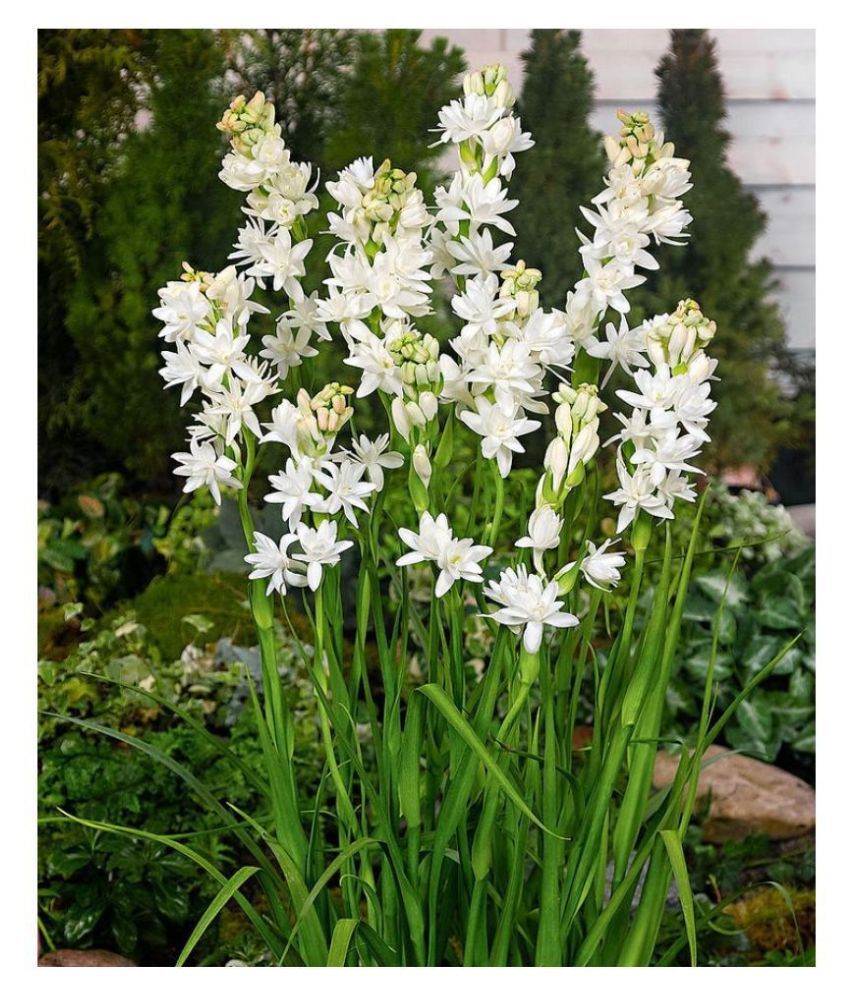     			Rajnighandha or Tuberose Flower Bulbs (White, Pack of 5 Bulbs)