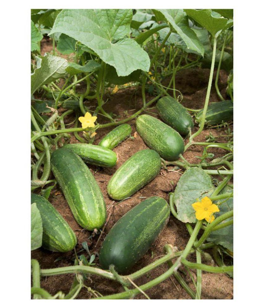     			CUCUMBER KHIRA 30 SEEDS PACK AND SOWING MANUAL