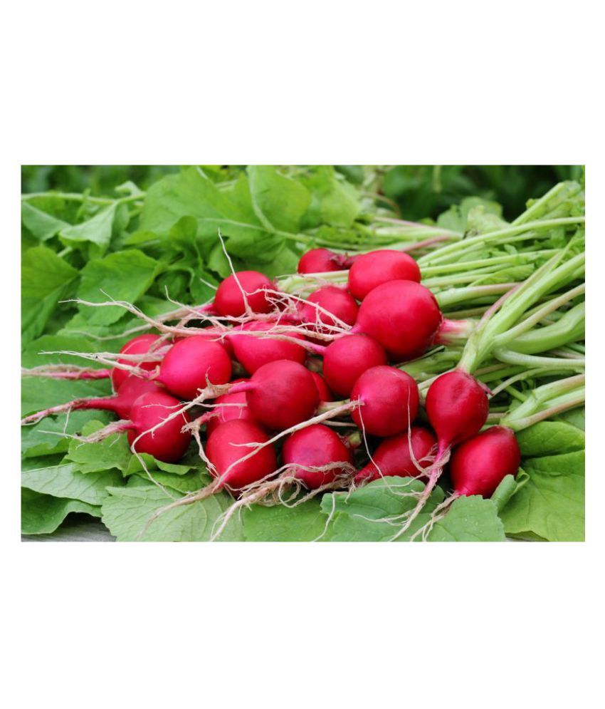 Joycity Organic Red Turnip Vegetable Seeds 400+ Seeds Buy Joycity