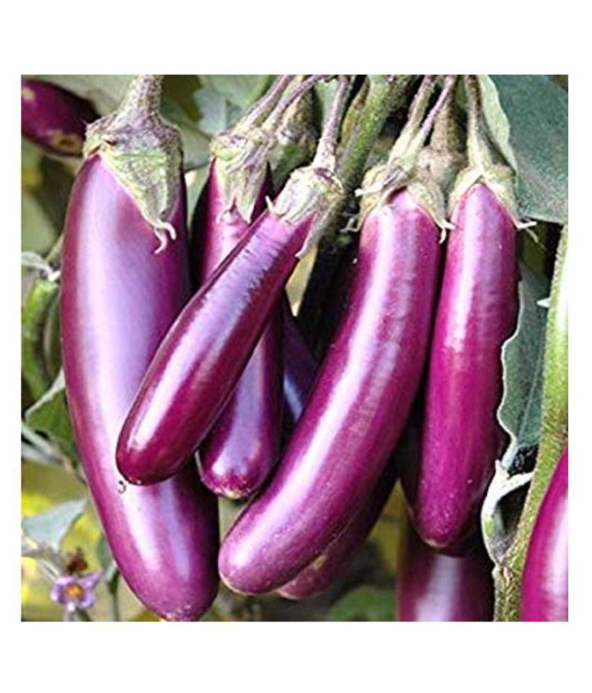     			BRINJAL Purple Long Seed, F1 Hybride (50 seeds)