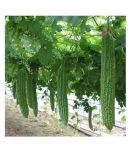 Bitter Gourd(Karela) Jhalri Long - Desi Vegetable Seeds 15