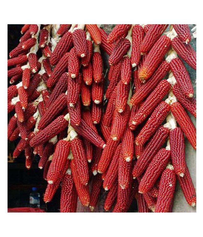     			Red Corn (maize) Traditional Seeds - 50 seed