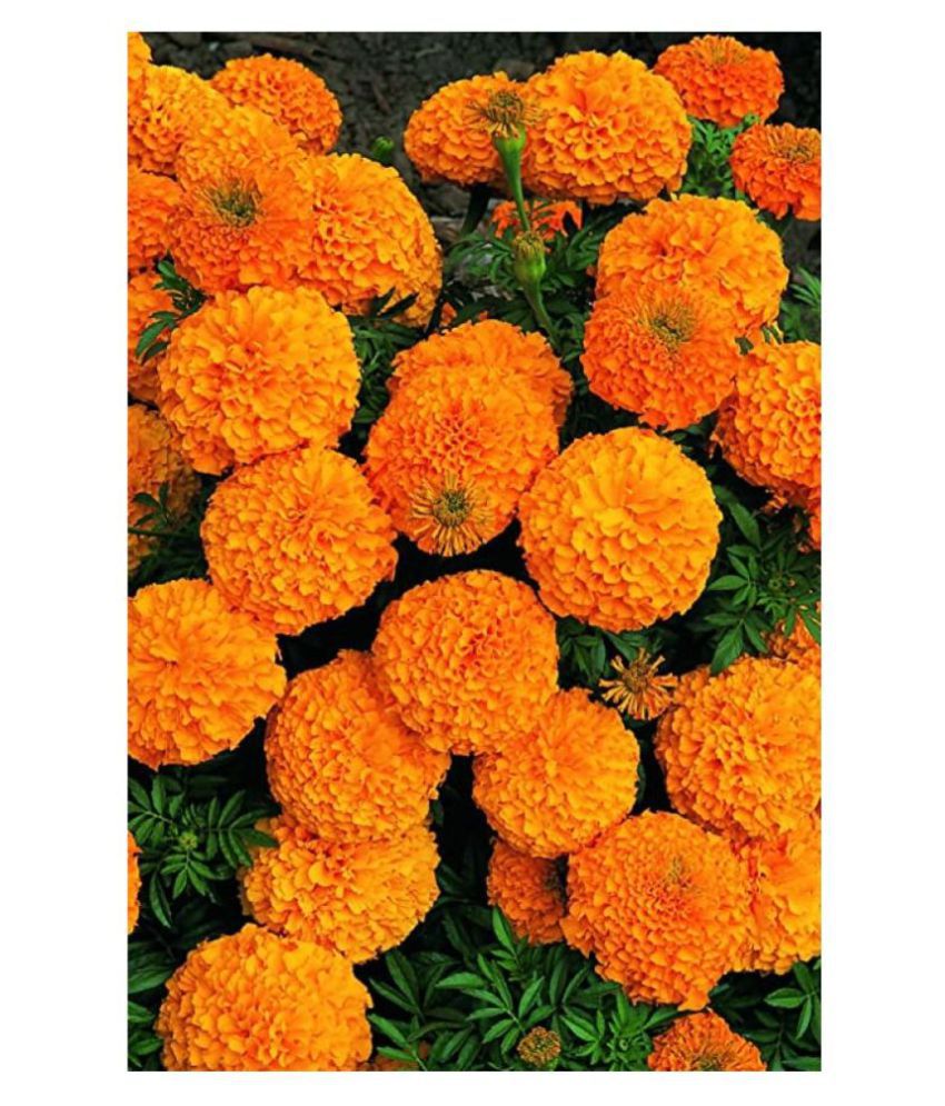     			marigold Orange Flower seeds Pack Of 50 Seeds