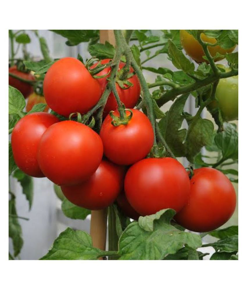     			Desi Variety Tomato Seeds - Pack of 50 Seeds