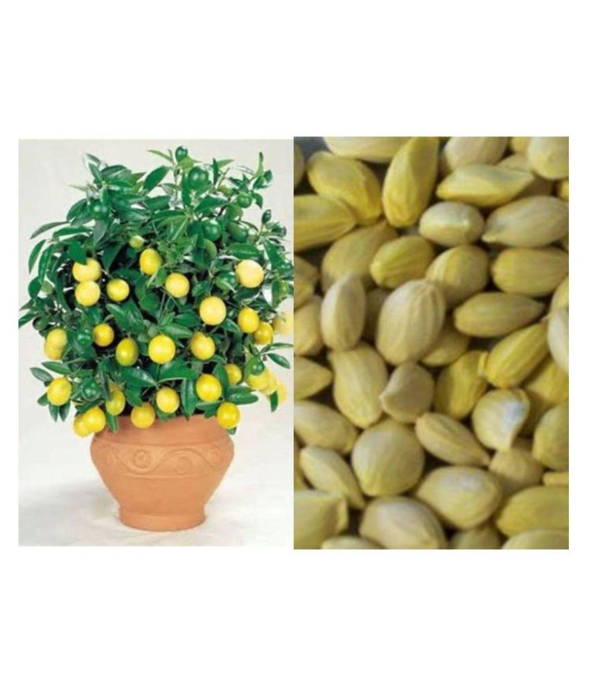     			BS SEEDS Lemon Seeds For Home & Terrace Garden - 15 seed PackV