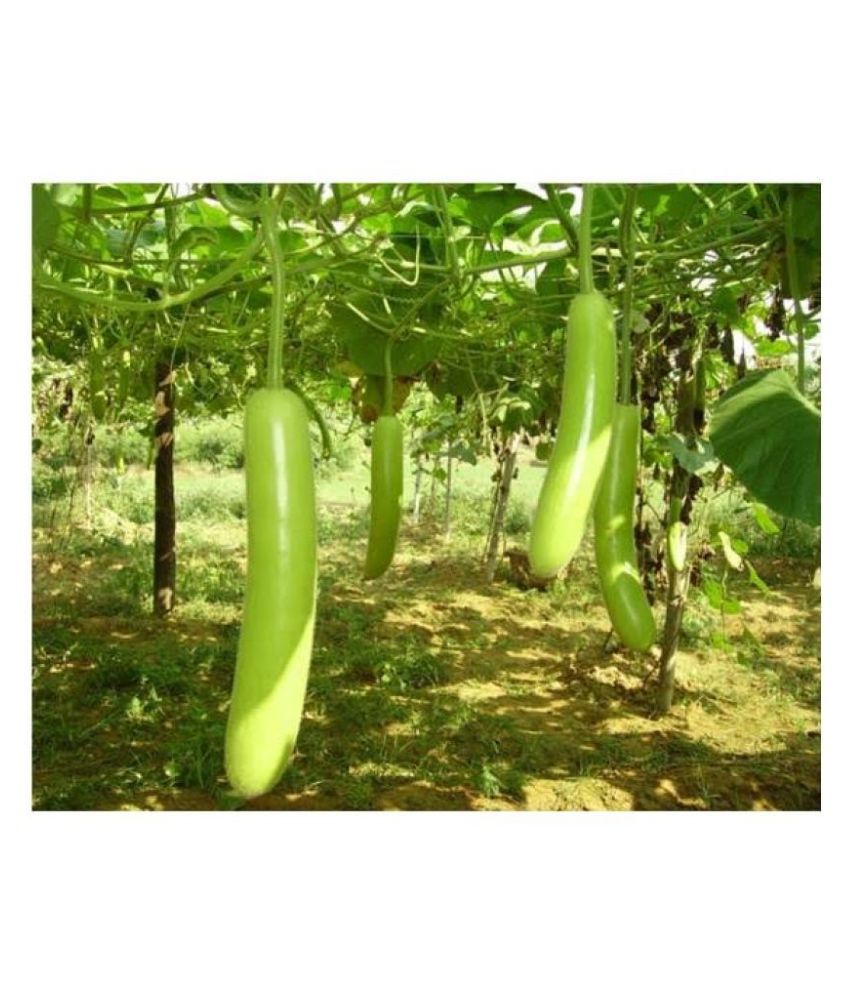     			Bottle Gourd Round - Pack of 10 Seeds