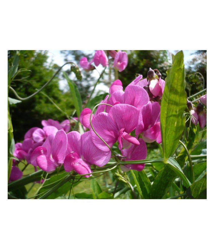     			Sweet Pea Mixed Colour Flower F1 Hybrid Seeds Good Germinetion 10 seeds