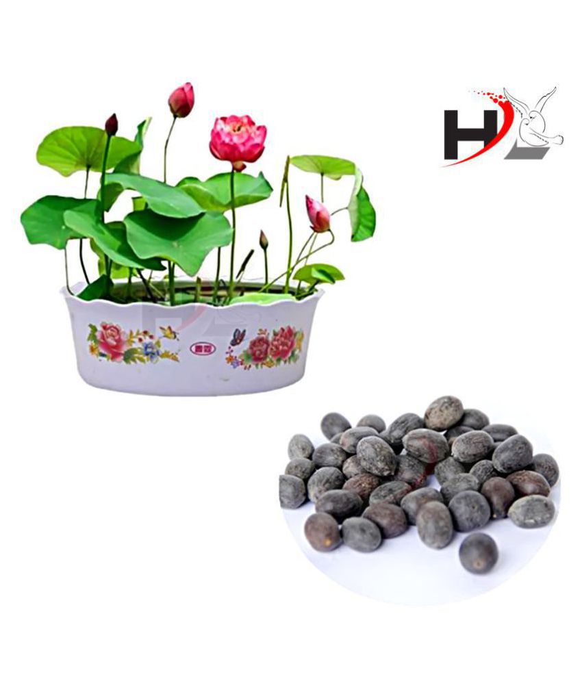     			Health Life Seed's HL-Best Quality Lotus Flower Seeds Mix Colors Seeds / Kamal Gatta Seed - Kamal Gata Seed For Home Garden Free Supporting & Instruction Manual