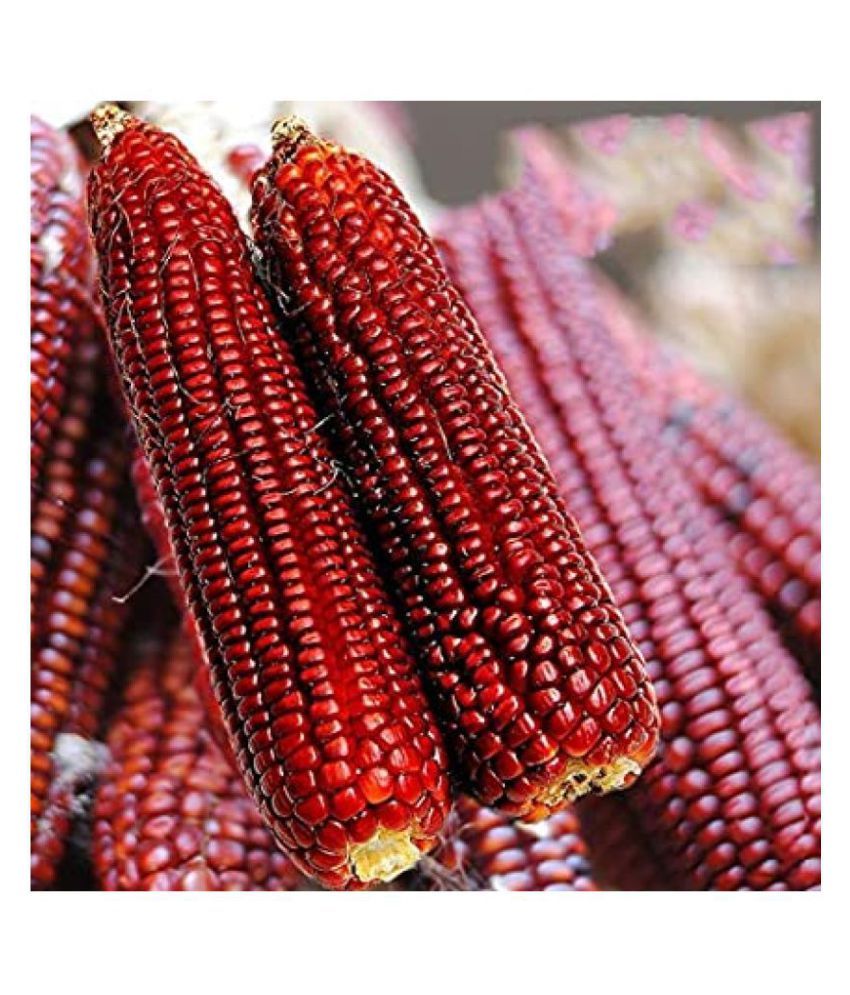 Bs Seeds Hybrid Red Corn Maize Traditional Seed 25 Seeds Buy Bs Seeds Hybrid Red Corn Maize Traditional Seed 25 Seeds Online At Low Price Snapdeal Bs Seeds Hybrid Red Corn Maize Traditional Seed 25 Seeds Buy Bs Seeds Hybrid Red Corn Maize Traditional Seed 25 Seeds Online At Low Price Snapdeal