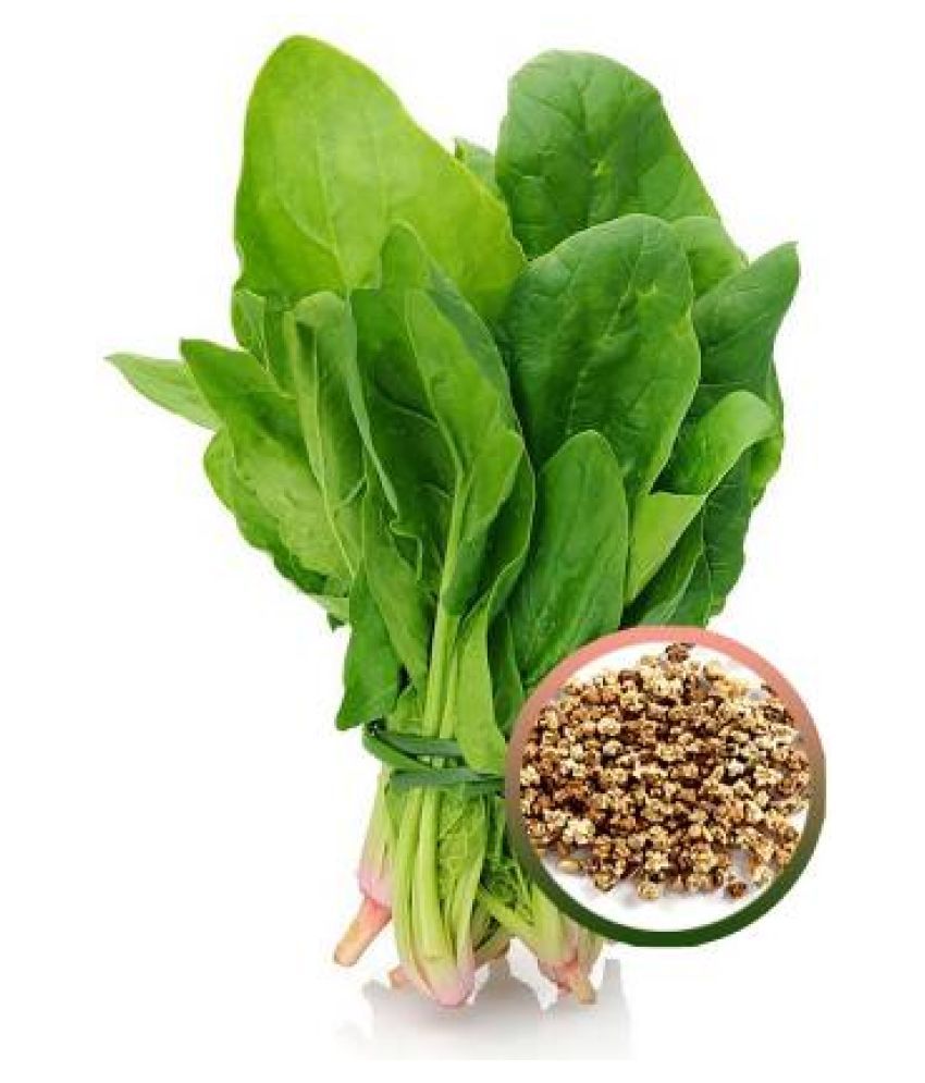     			Jubilant Palak/ Spinach Seeds (200+ Seeds)