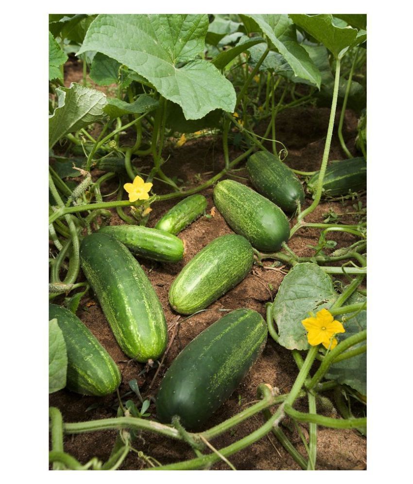    			Cucumber F1 Hybrid Seeds