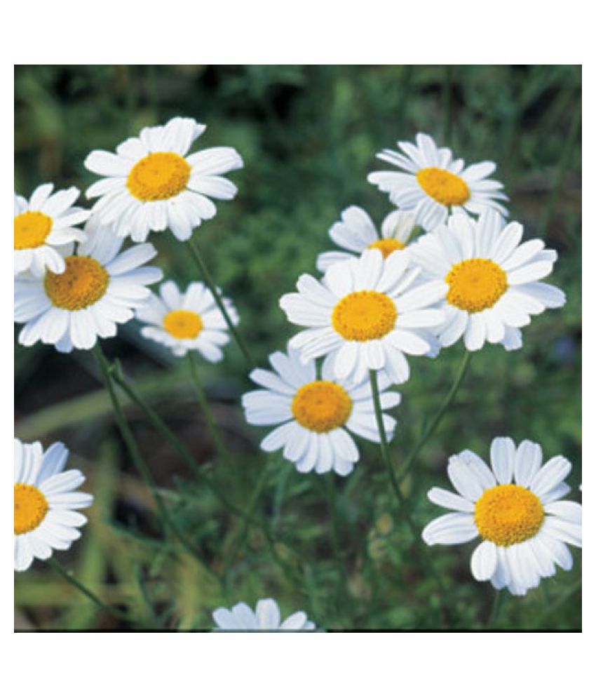     			Chrysanthemum Opera White Mix German Breed 30+ Seeds