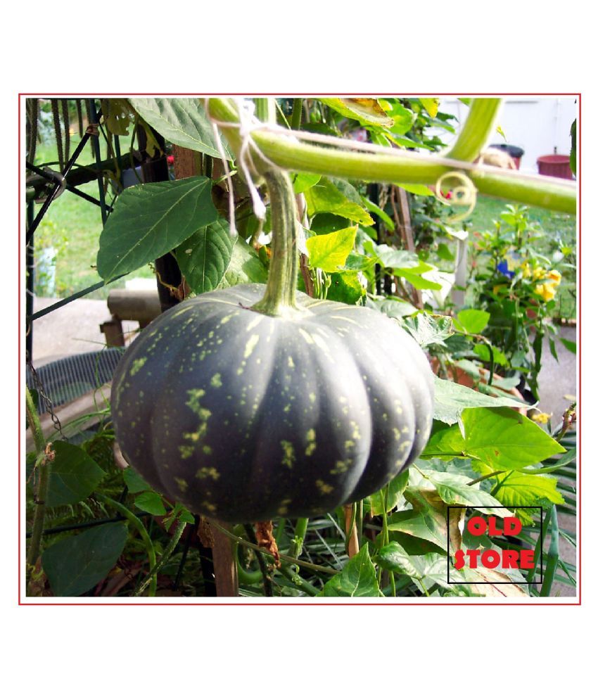     			PUMPKIN KADDU SEEDS 20 SEEDS PACK WITH MANUAL