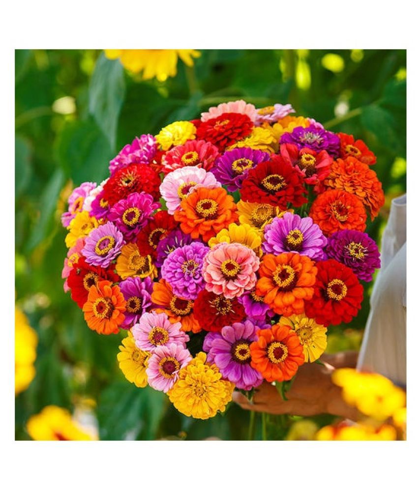     			COLOR MIX ZINNIA FLOWER 50 SEEDS PACK MORE THAN 10 COLOR PLANT SEEDS PACK WITH MANUAL