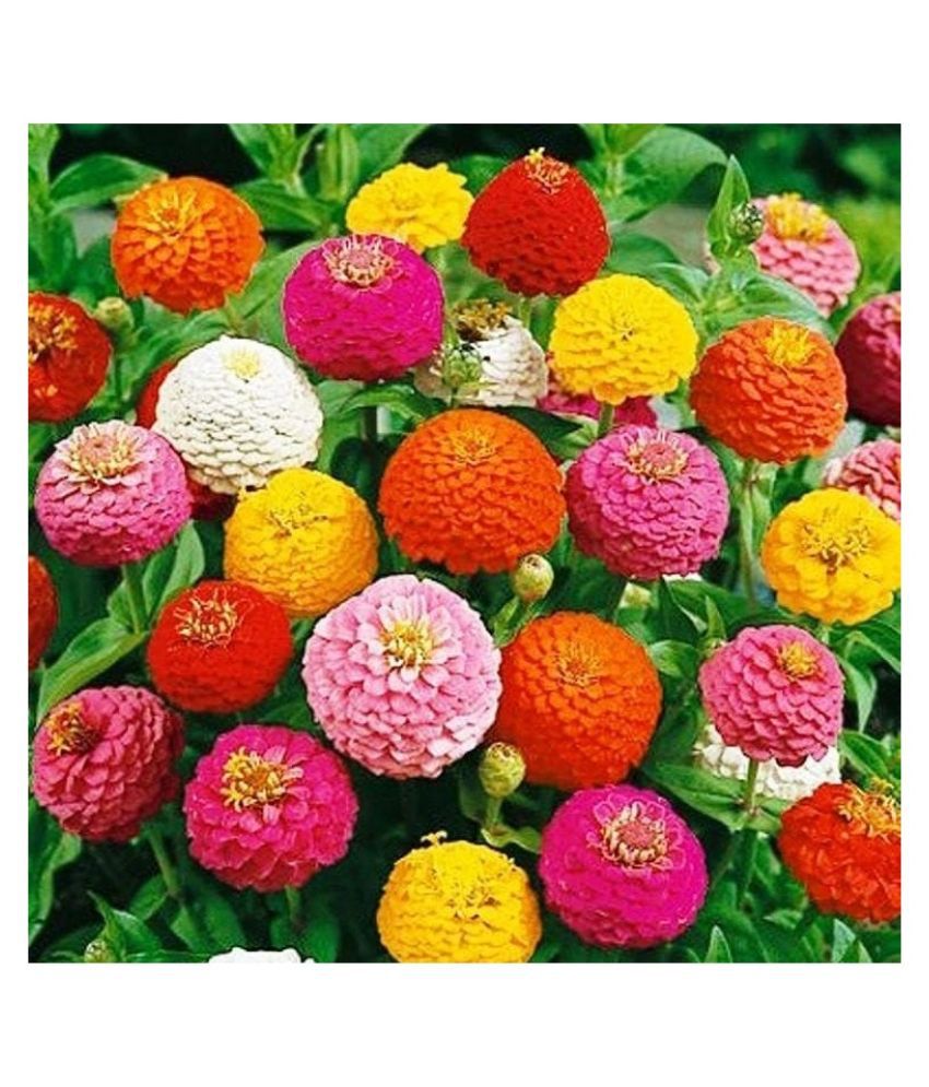     			COLOR MIX ZINNIA FLOWER 50 SEEDS PACK WITH MANUAL MORE THAN 10 COLORS FLOWER PLANTS MIX SEEDS PACK