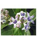 Plantzoin Rubber Bush Aak Calotropis procera Arakha(Black) Live Plant