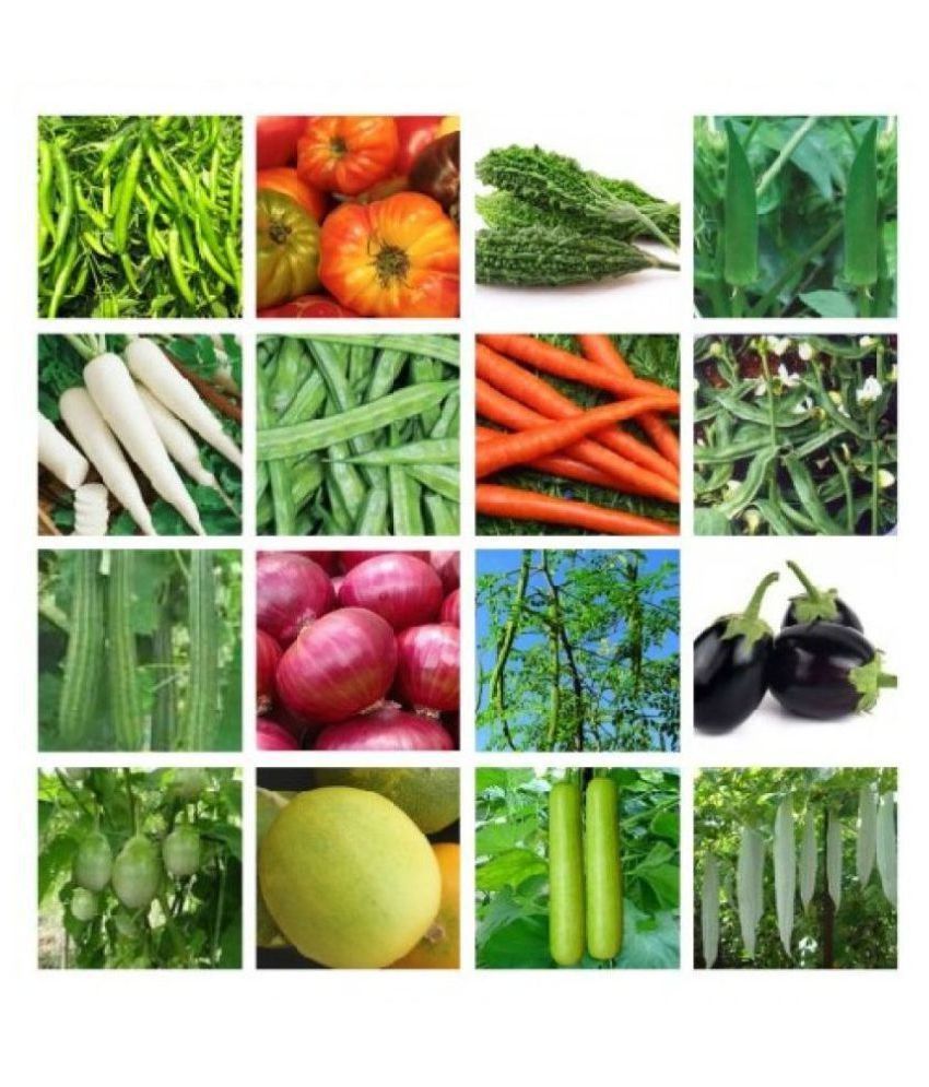     			OLD STORE 16 VEGETABLE SEEDS COMBO ( MORE THAN 250 SEEDS) 15-15 SEEDS OF EACH ONE WITH MANUAL