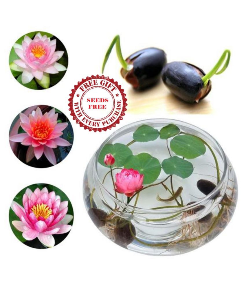     			Mixed Colourful Lotus Seeds - 20 seed