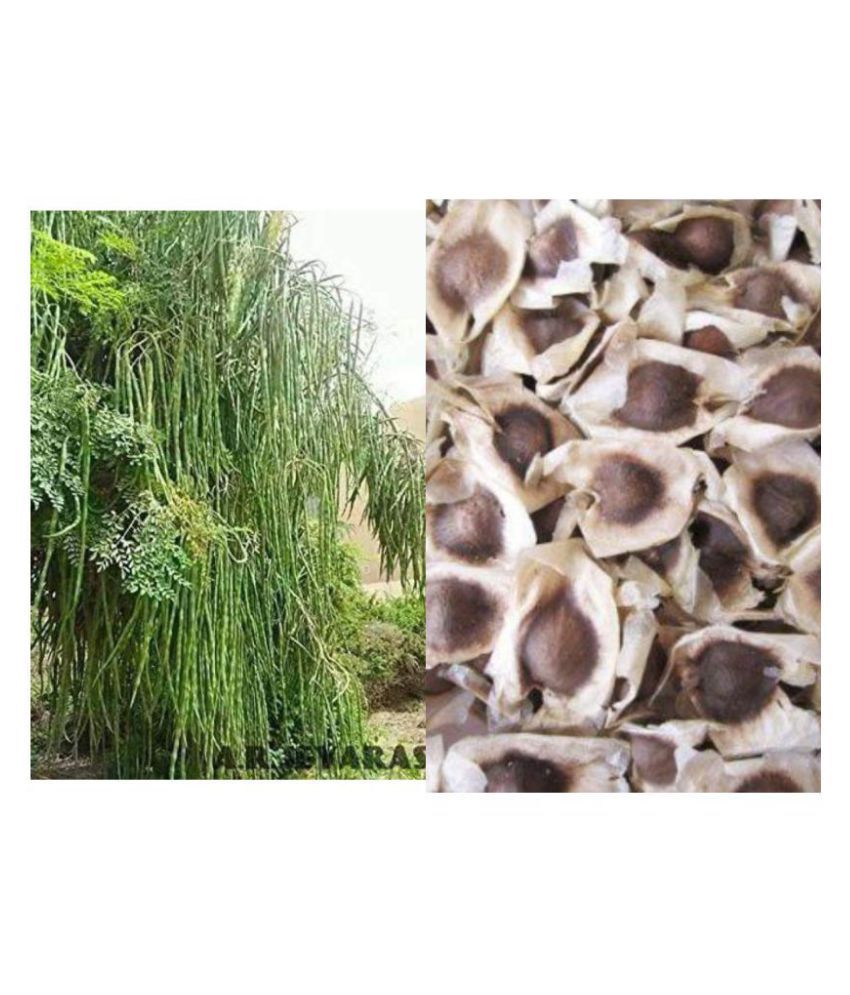     			Organic Moringa Drumstick Seeds (Saijan ki Phalli, Saragavo) | pack of 30 seeds