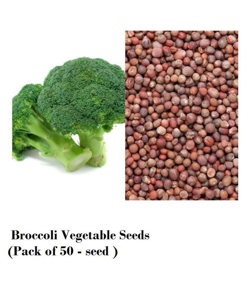     			Broccoli Vegetable Seeds (Pack of 50 - seed )