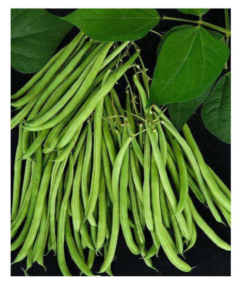     			Lobia Hybrid Green Long Beans ( 25 Seeds ) - Lobia ka beej