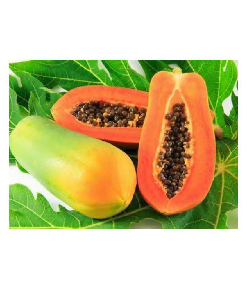 Bright chair délicieuse Tropical Fresh Plant Fruit 50 Thai Red Lady Papaya semences