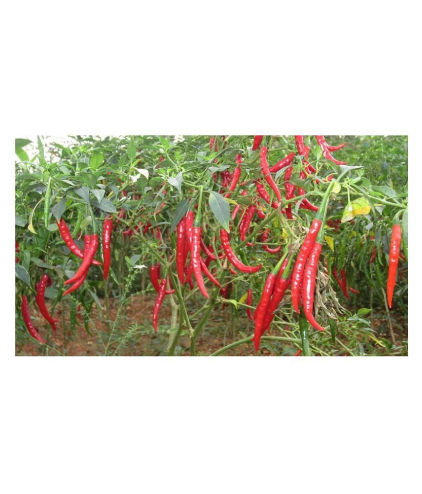     			Chilli Jalapeno Pickled Chilli Seeds (Pack of 50 Seeds)