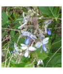 Plantzoin Blue Fountain Bush Bharangi Rotheca serrate Brahma jasti Live Plant