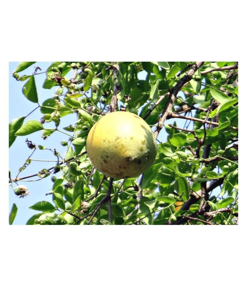     			Plantzoin Bengal quince Bel Aegle marmelos Bela Live Plant