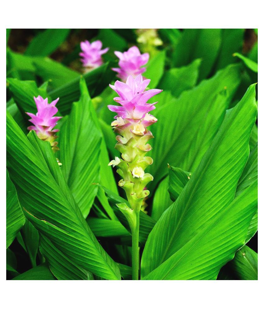     			Plantzoin Turmeric Haldi Curcuma longa Haladi Live Plant