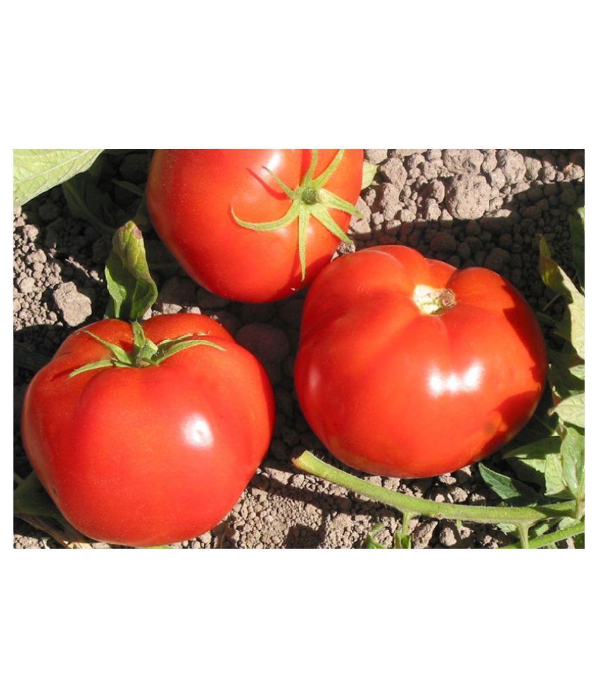     			Pusa Organic Tomato 50 Seeds Vegetable