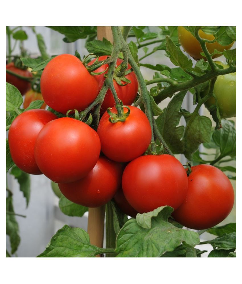    			Tomato Round - Desi Vegetable Seed 100