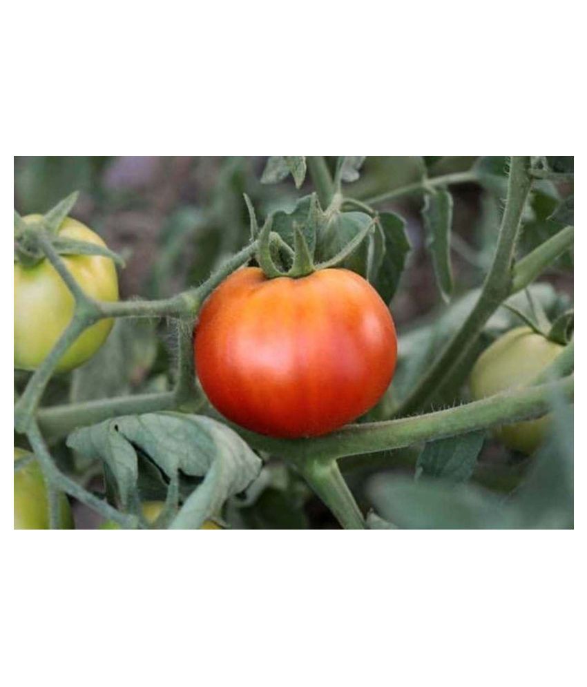     			Tomato Vegetables Seeds - Pack of 100 Hybrid Seeds