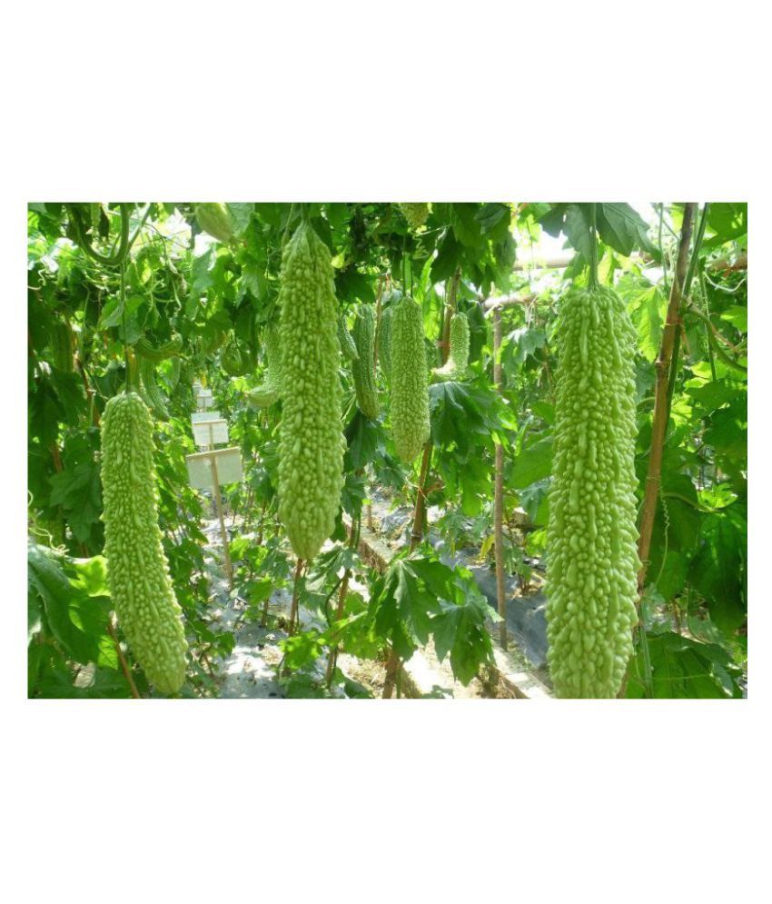 White Long Bitter Gourd Seeds Vegetable Buy White Long Bitter Gourd Seeds Vegetable Online At Low Price Snapdeal