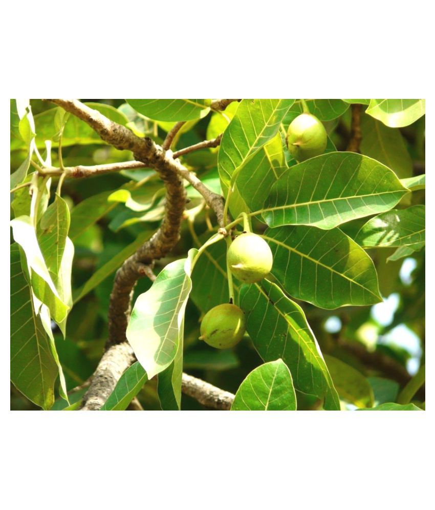     			Plantzoin Indian Butter Tree Mahua Madhuca indica Mahula Live Plant