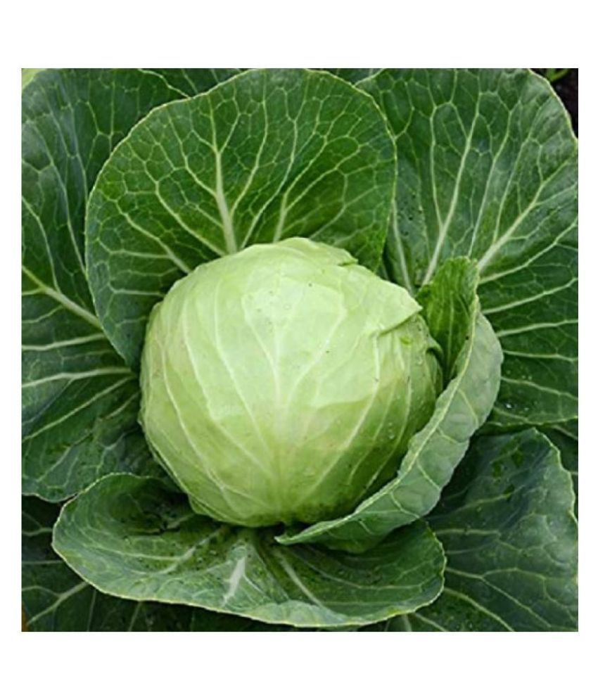     			homeagro Cabbage hybrid Vegetable Seeds - 50 Seeds Pack