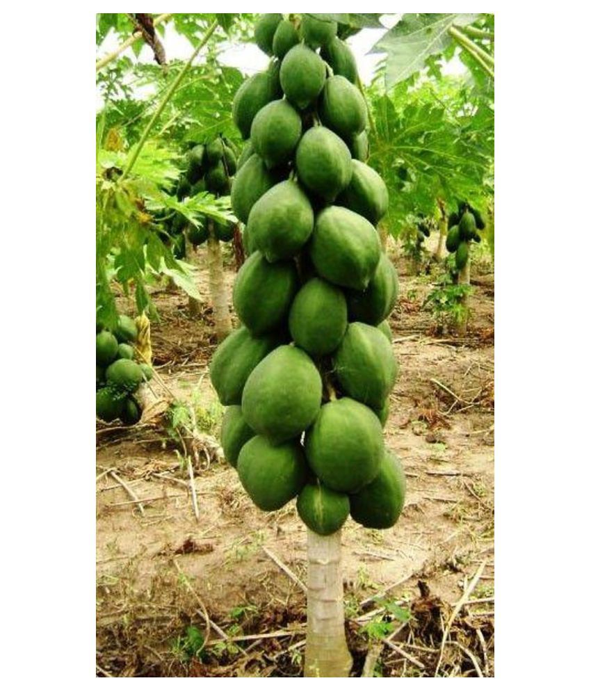     			Papaya/Red Lady Hybrid Fruit ( papaya Seeds ) - 50 seed