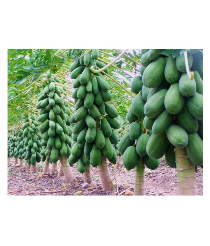     			Red Lady Papaya Seeds - Pack of 40 Seeds + Instruction Manual