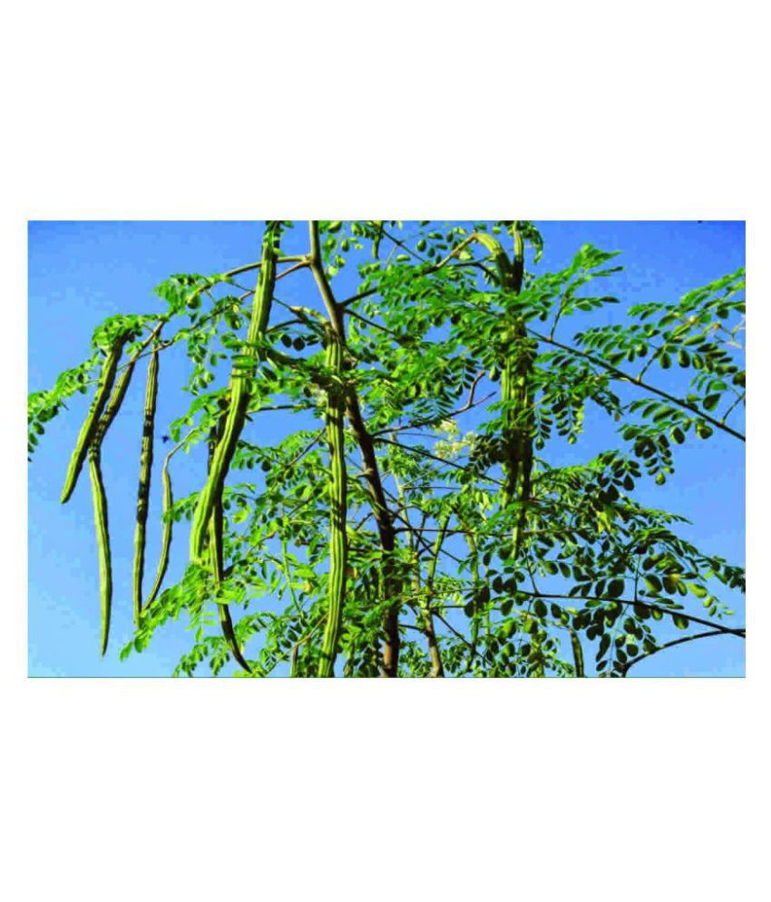     			Hybrid Moringa oleifera Drumstick (15 Seeds Pack : Hybrid Long Variety) Vegetables