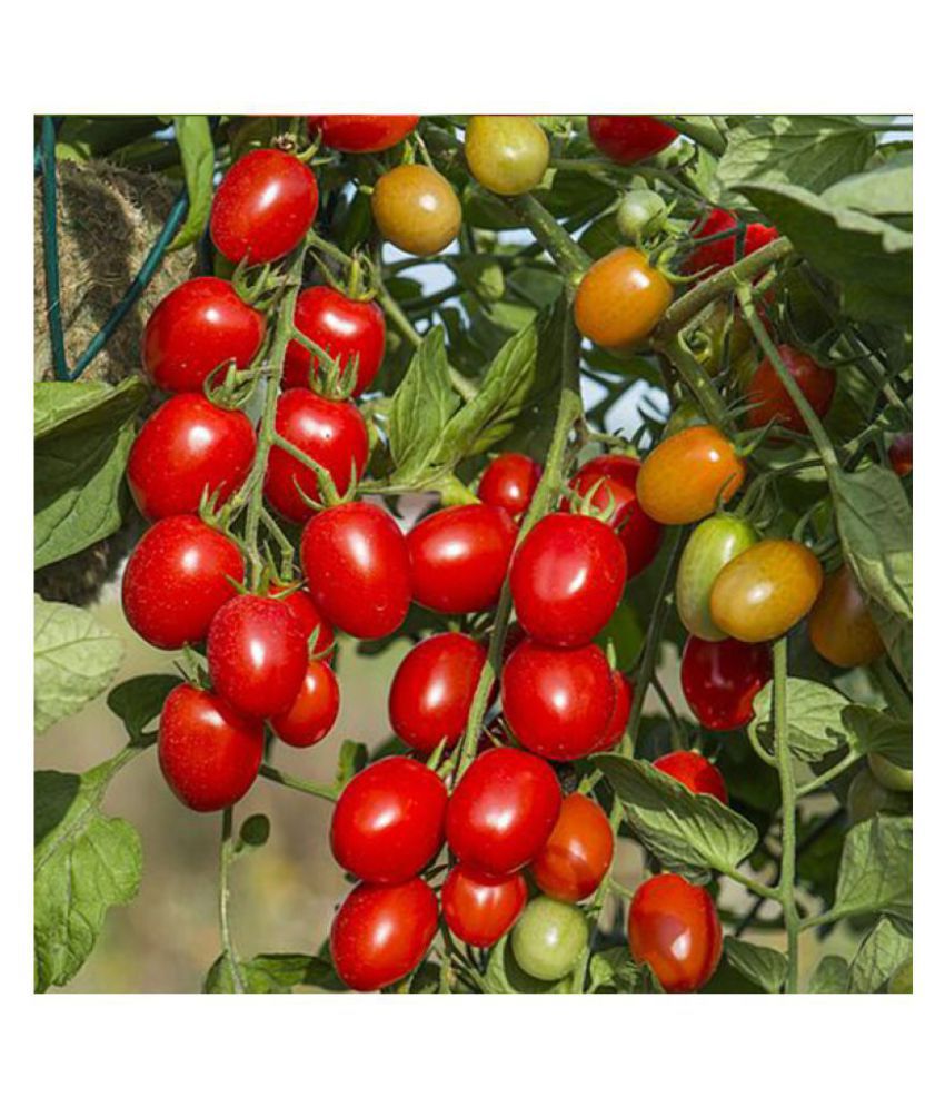     			Organic Tomato Terrace Gardening Seeds 50