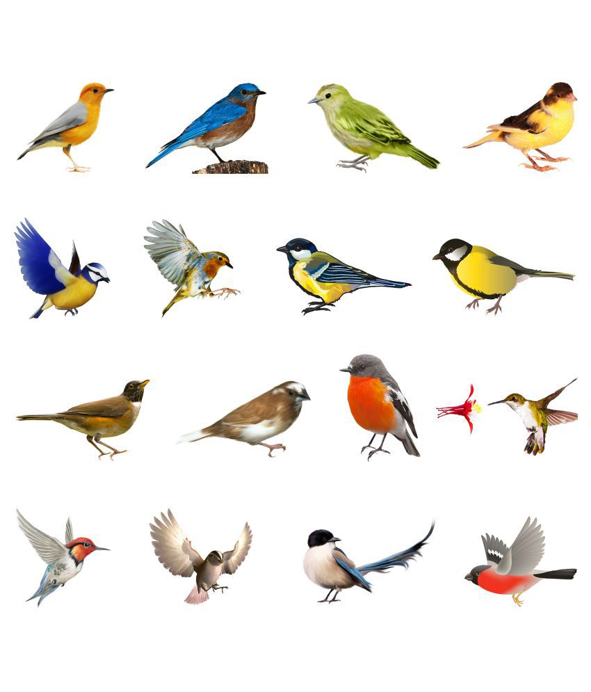     			WallDesign Colorful Natural Birds-Big Vinyl Switch Board Sticker - Pack of 16