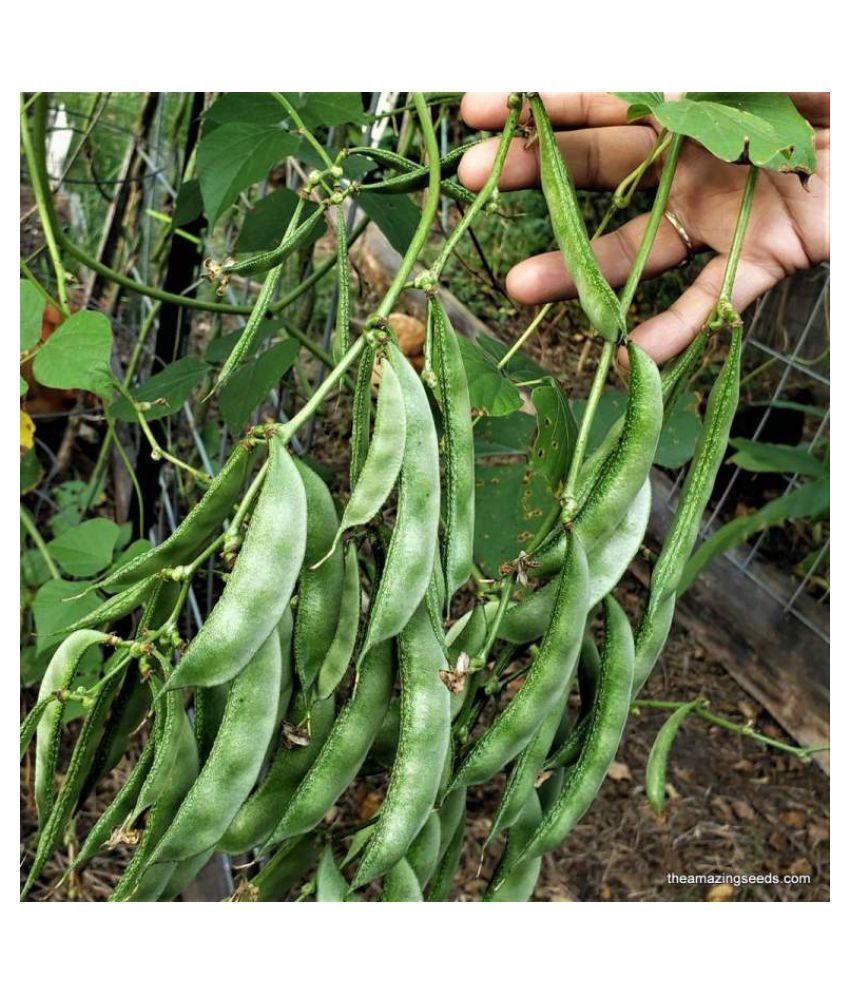High Yield Lablab Seeds Hybrid Creeper 50 Seeds Beans Buy High Yield