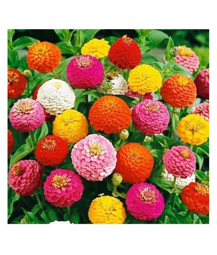    			STOREFLIX Color mix zinnia flower 50 seed pack more than 10 colors flower SEEDS WITH MANAUL
