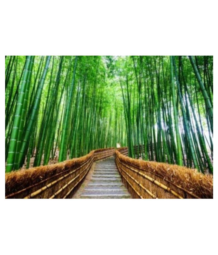     			Bambusa bambos / Bambusa Arundinacea / Spiny bamboo / Thorny bamboo - 25 SEEDS PACK WITH MANUAL