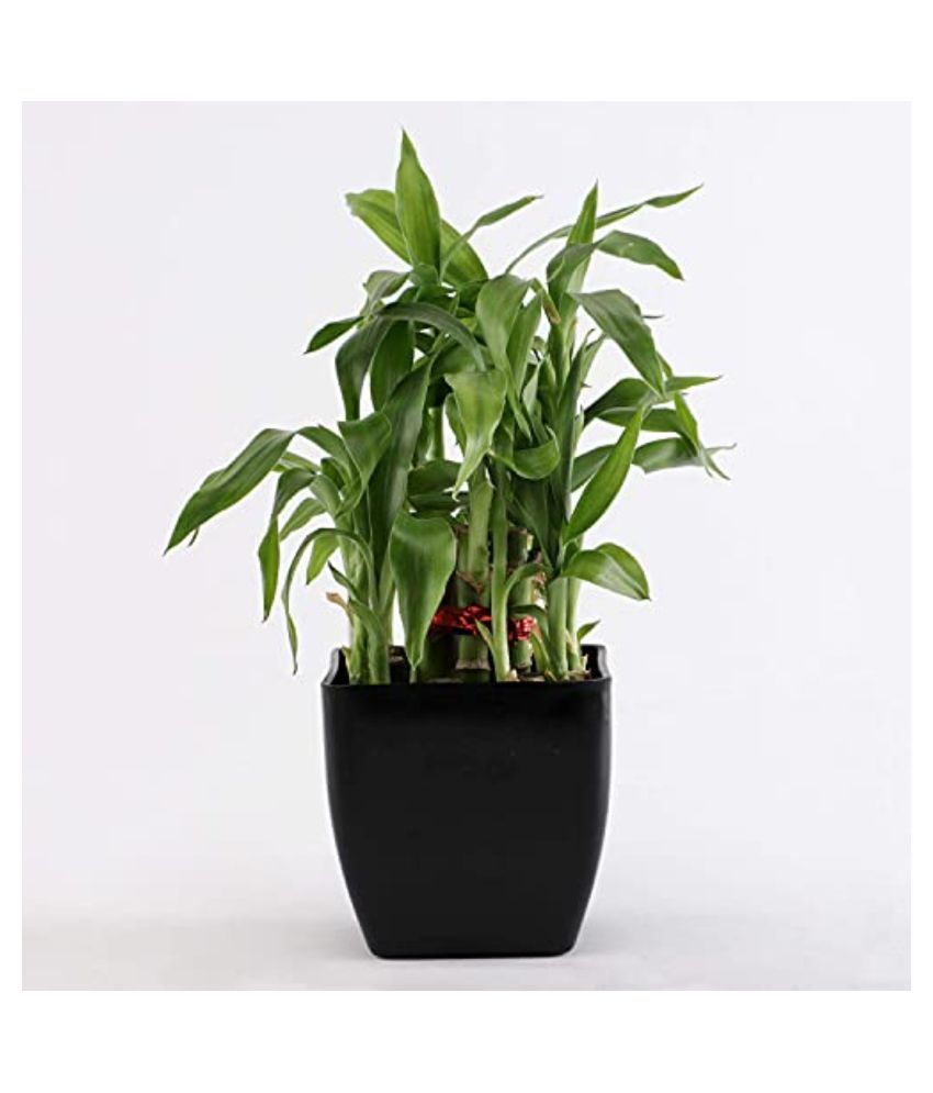 Ferns 'N' Petals 2 Layer Lucky Bamboo Plant Live Indoor Black Plastic
