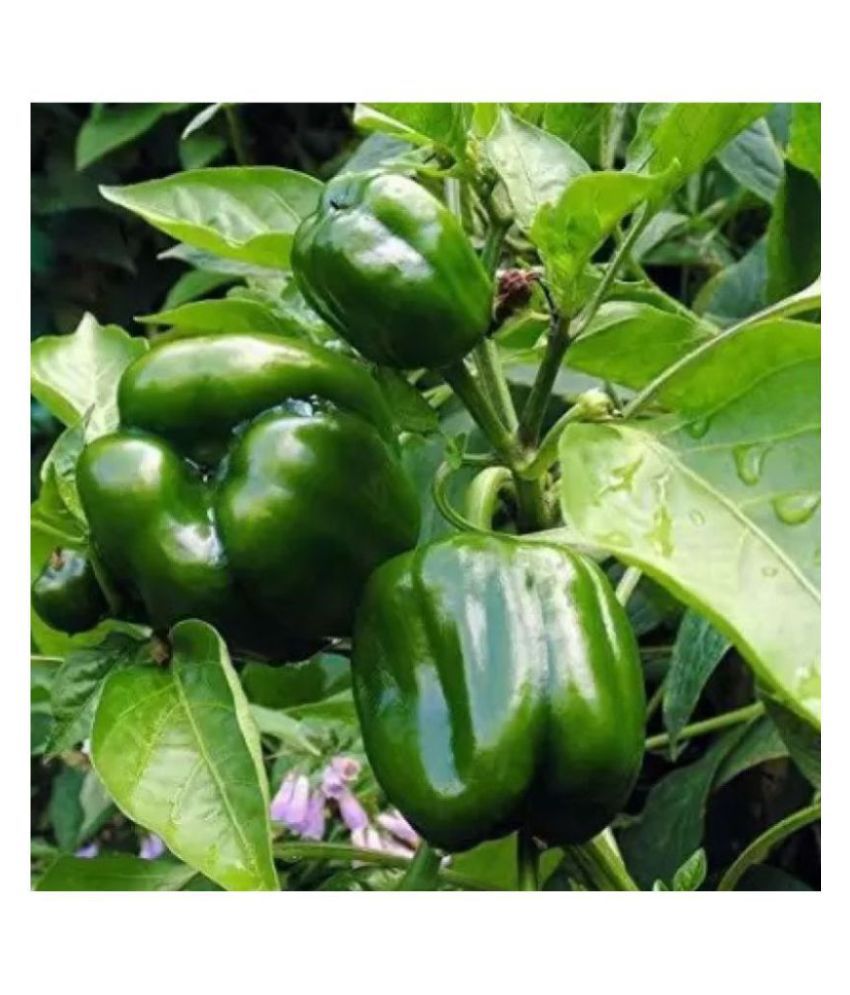     			High Quality Hybrid Green Capsicum ( 25 Seeds) For Kitchen Garden