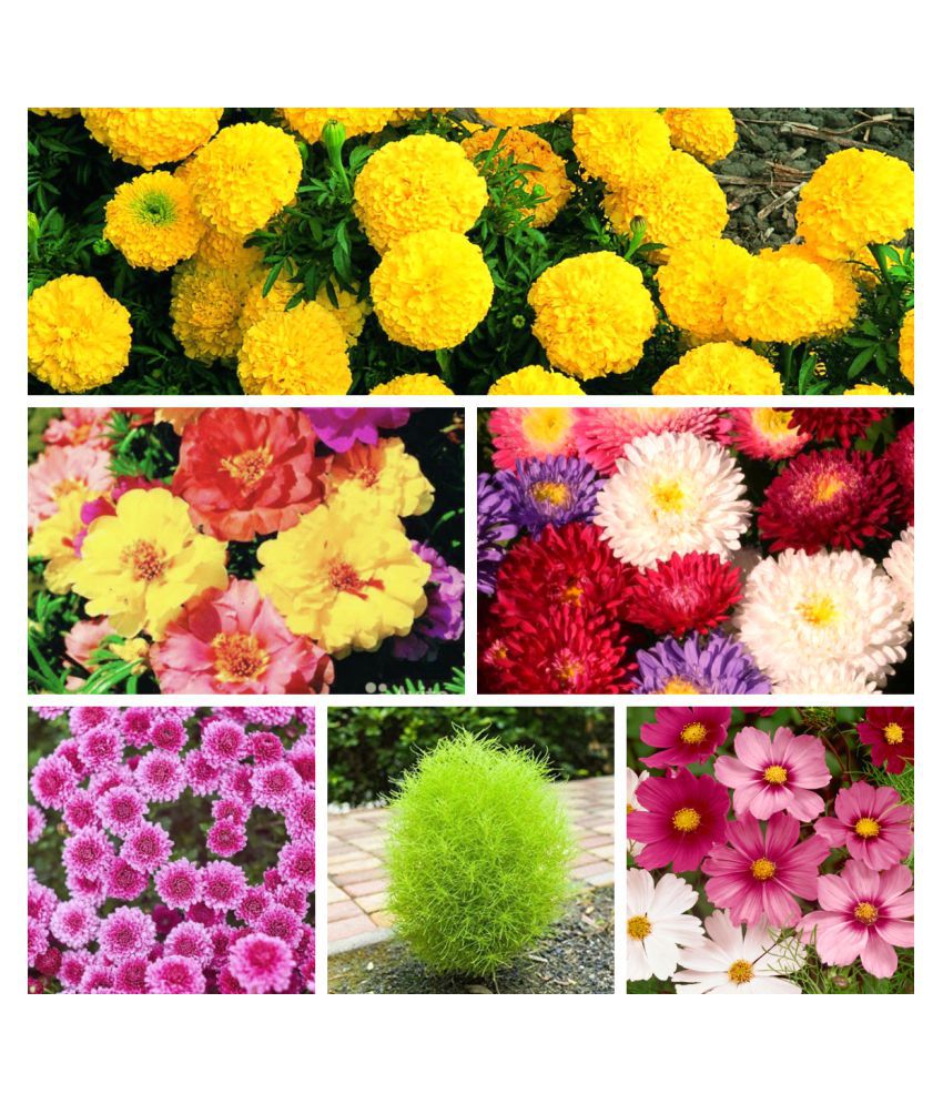     			6 Varieties of Flower 60+ Seeds Combo For Your Garden Beautiful Bloom Germination Seeds and instruction manual