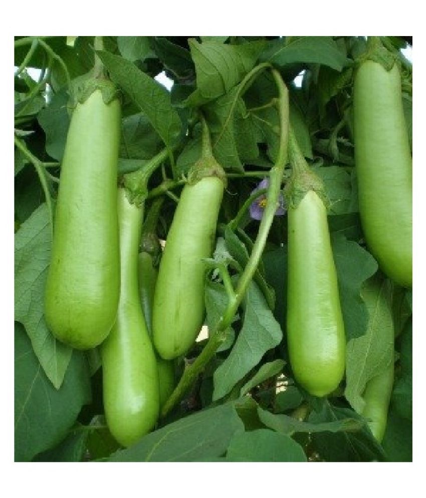     			BRINJAL GREEN LONG BAINGAN 50 HIGH GERMINATION SEEDS FOR YOUR GARDEN WITH USER MANUAL