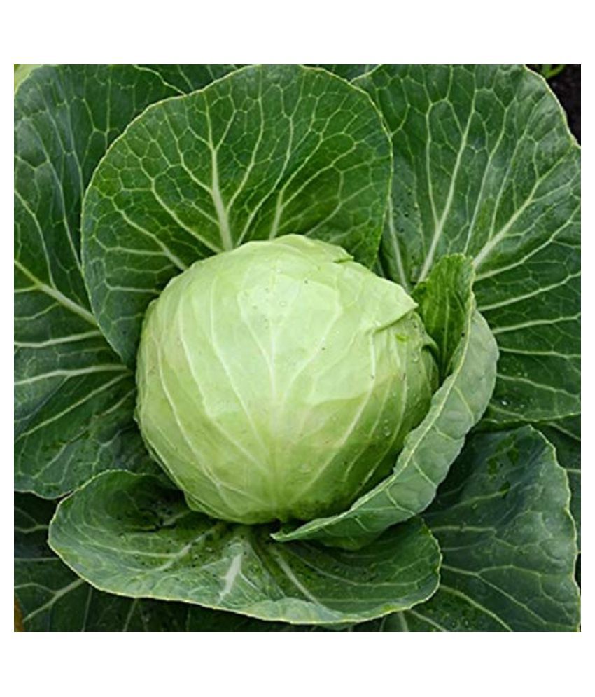     			Cabbage Vegetable Seeds (Around 50 Seeds) with growing cocopeat